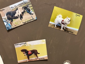 Bärenfamilie: Therapietiere: Bella, Archie, Jordi
