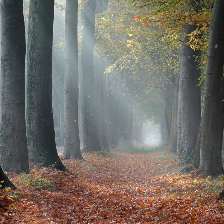 Allee im Herbst