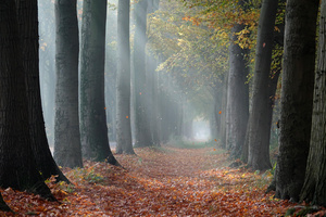 Allee im Herbst