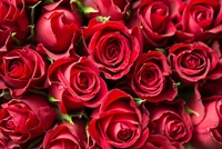 Rosen